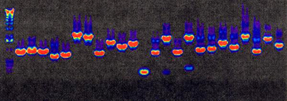 PCR-product