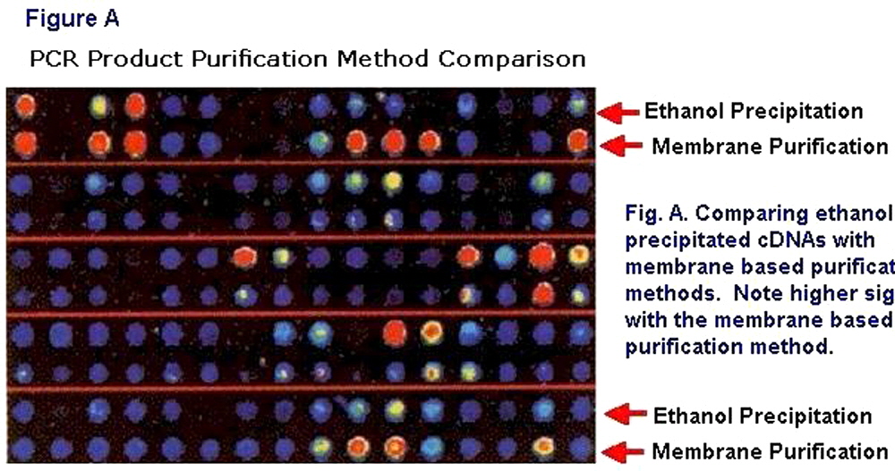 PCR-products