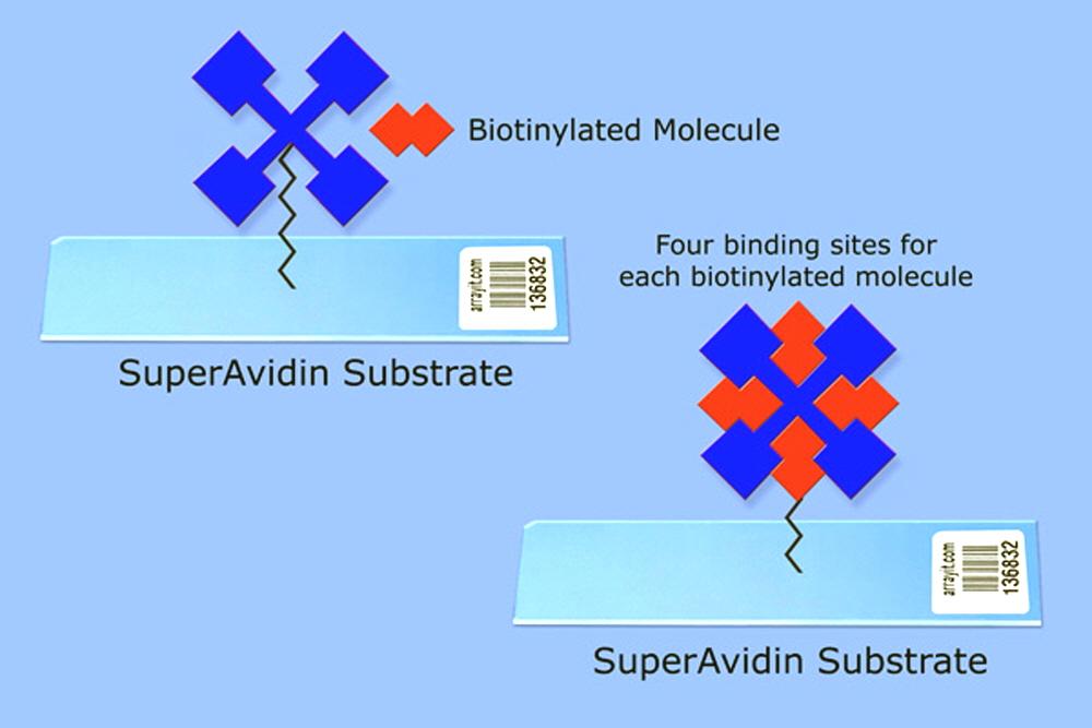 avidin-slide.jpg