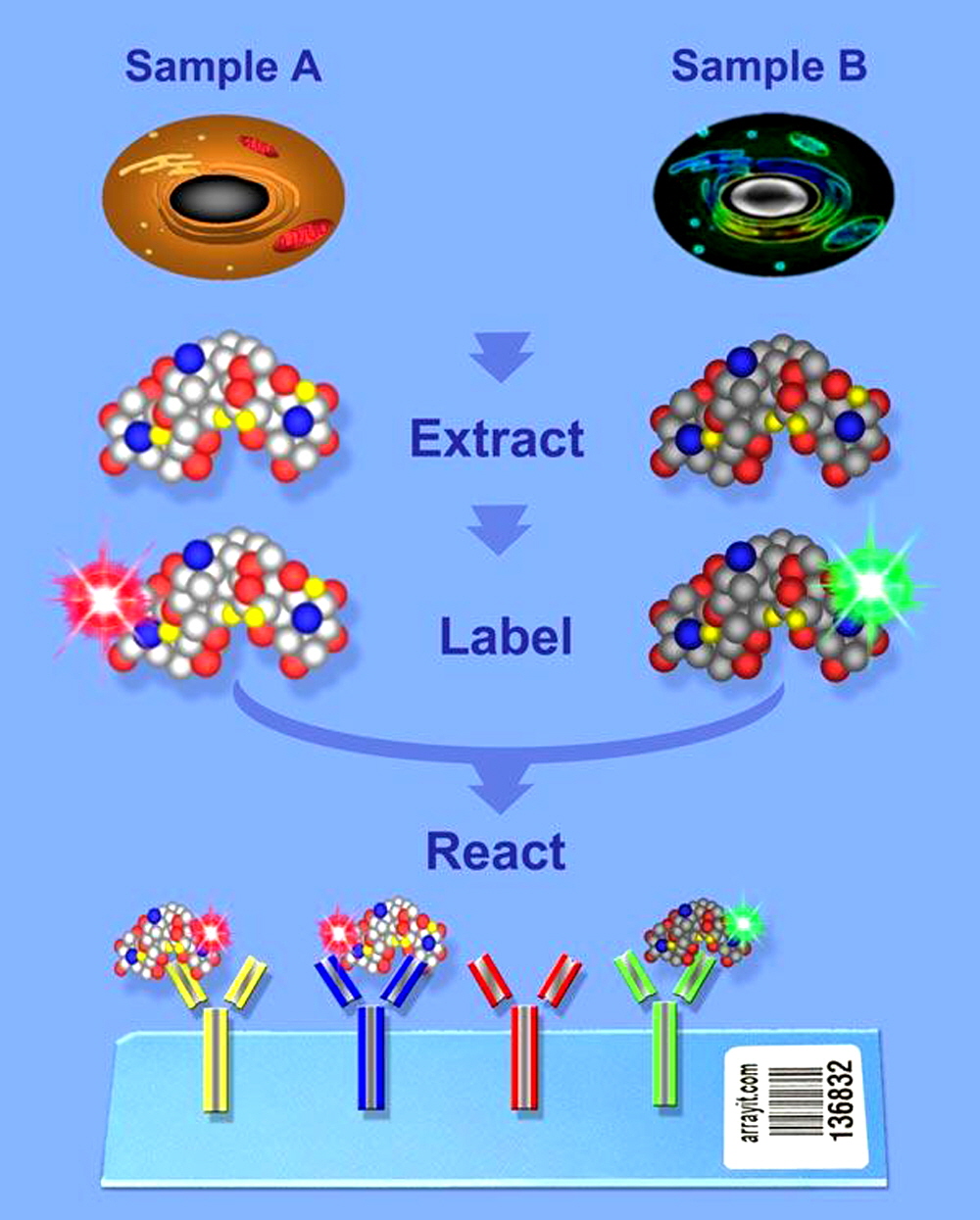 fluorescent-protein