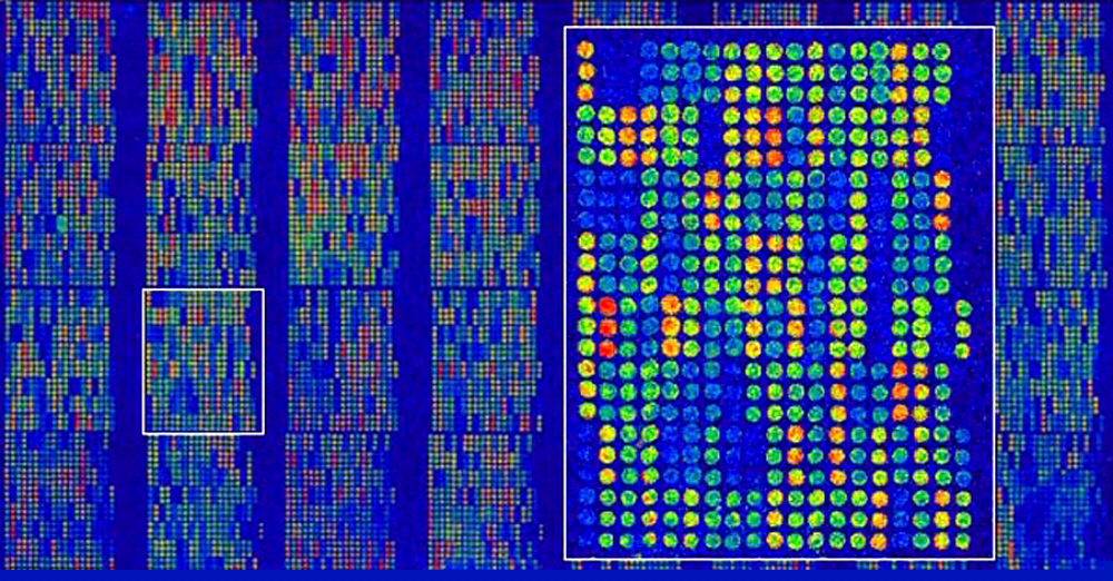 fluorescent_microarray