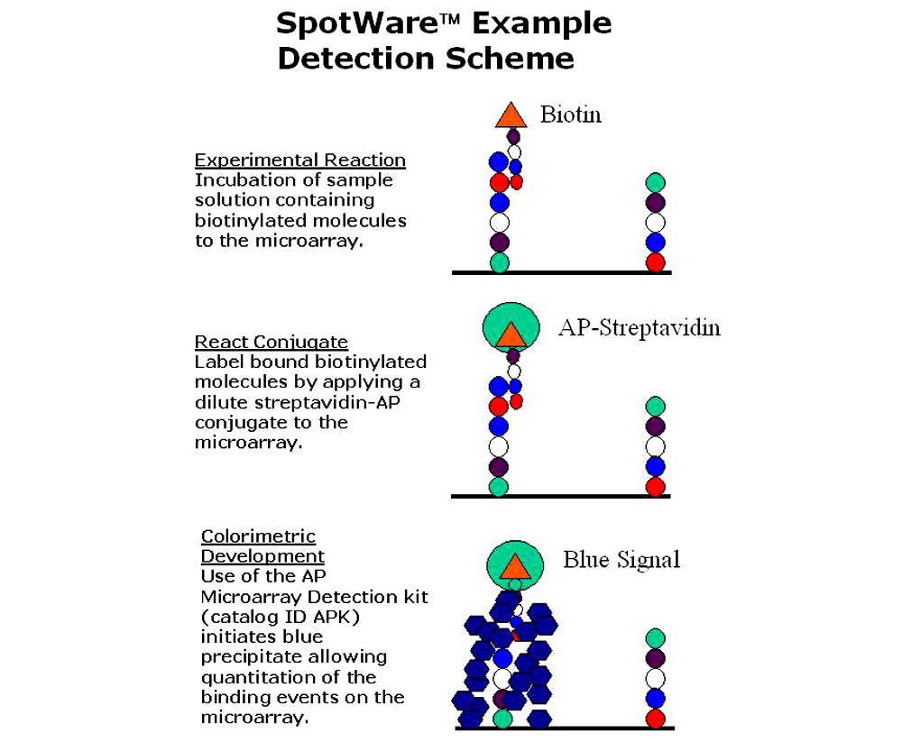 membrane microarray