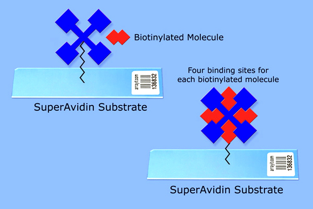 microarray-avidin.jpg