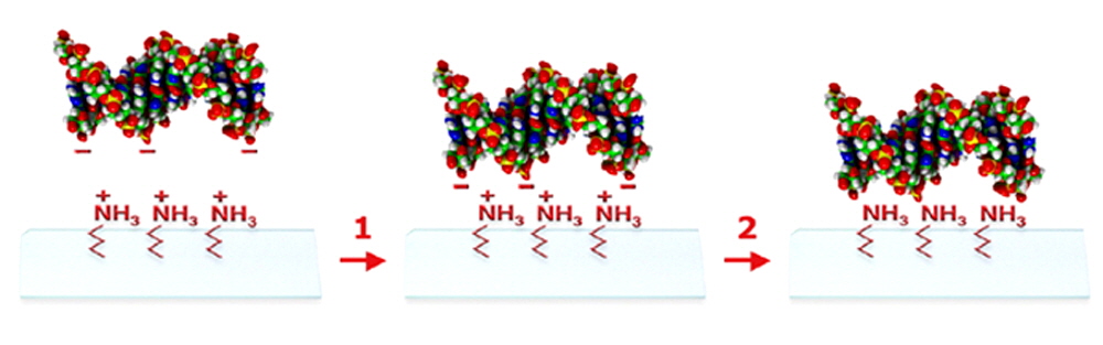 microarray-coupling-chemistry