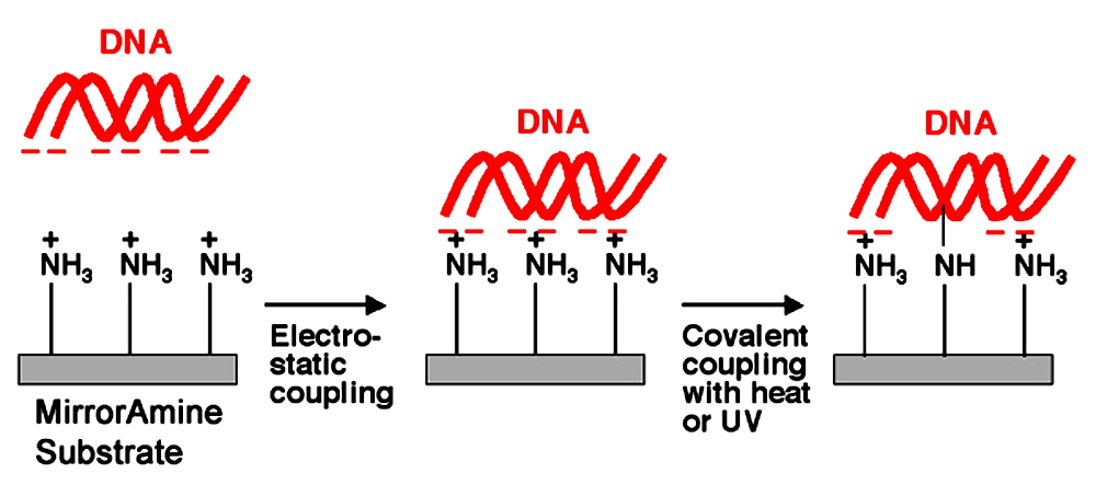 microarray-mirror-amine