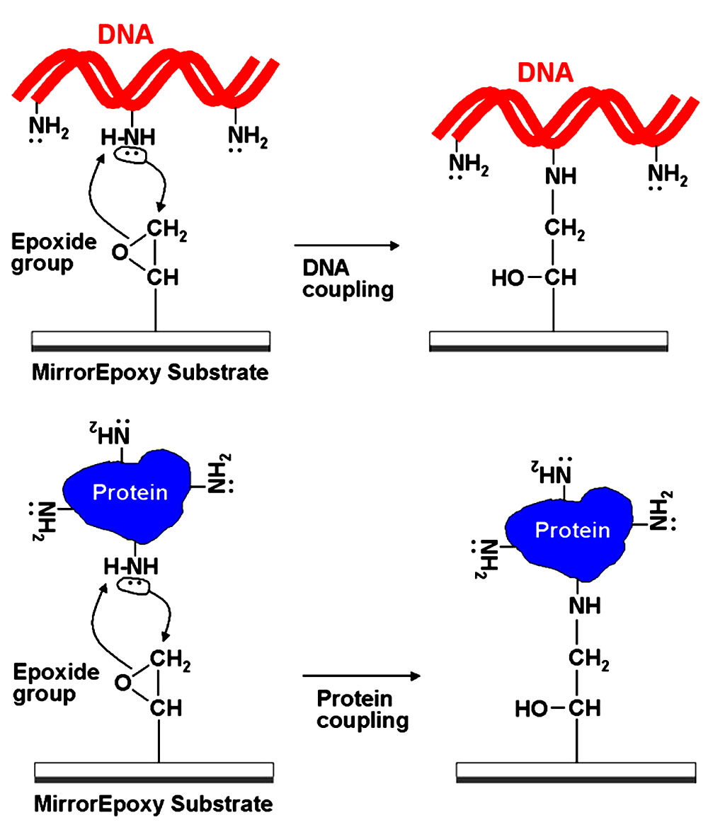 microarray-mirror-epoxy