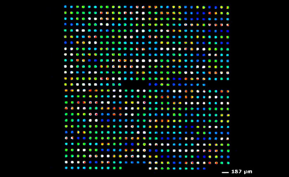 microarray_data