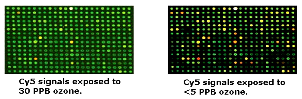 microarray_ozone