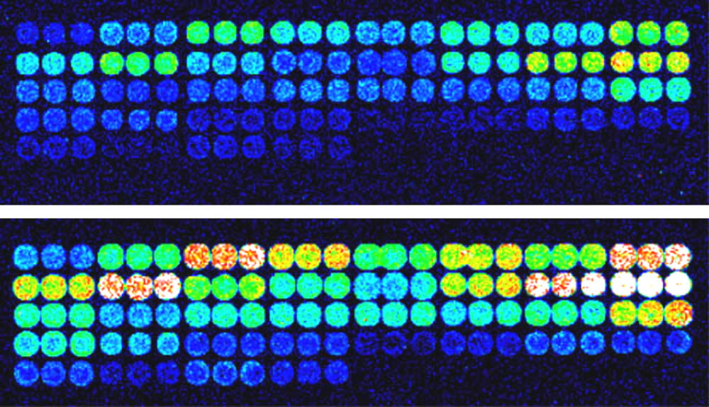 mirror-microarrays