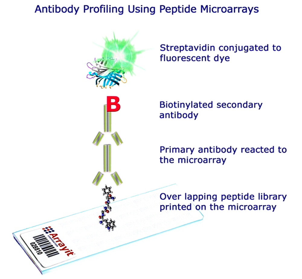 peptide