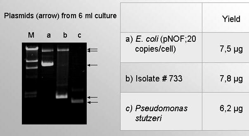 plasmid-purification-plate