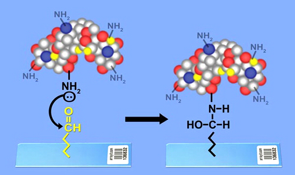 protein-coupling