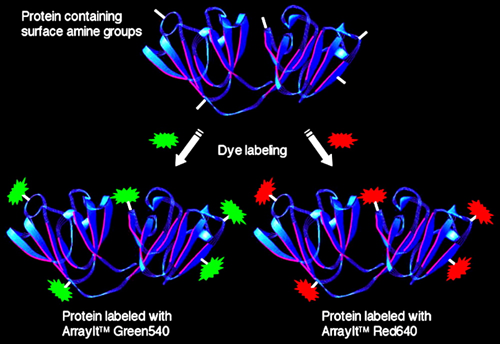 protein-labeling