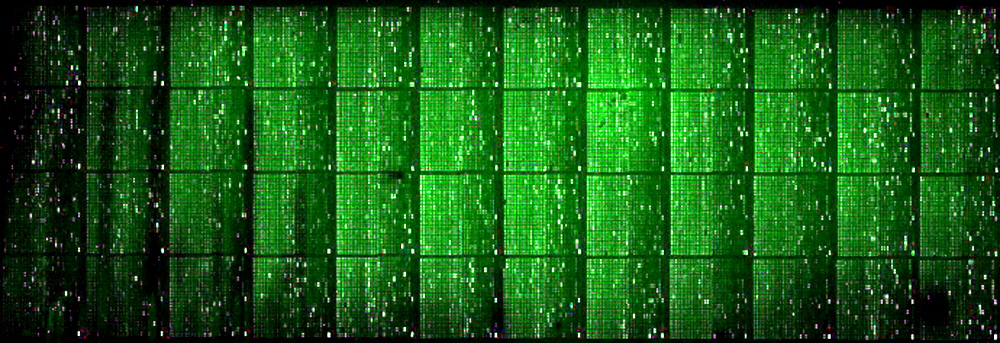proteome microarrays