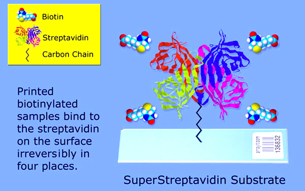 streptavidin